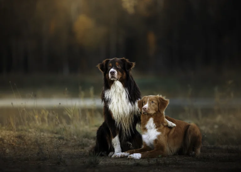 Anna Peruffo amore fra cani